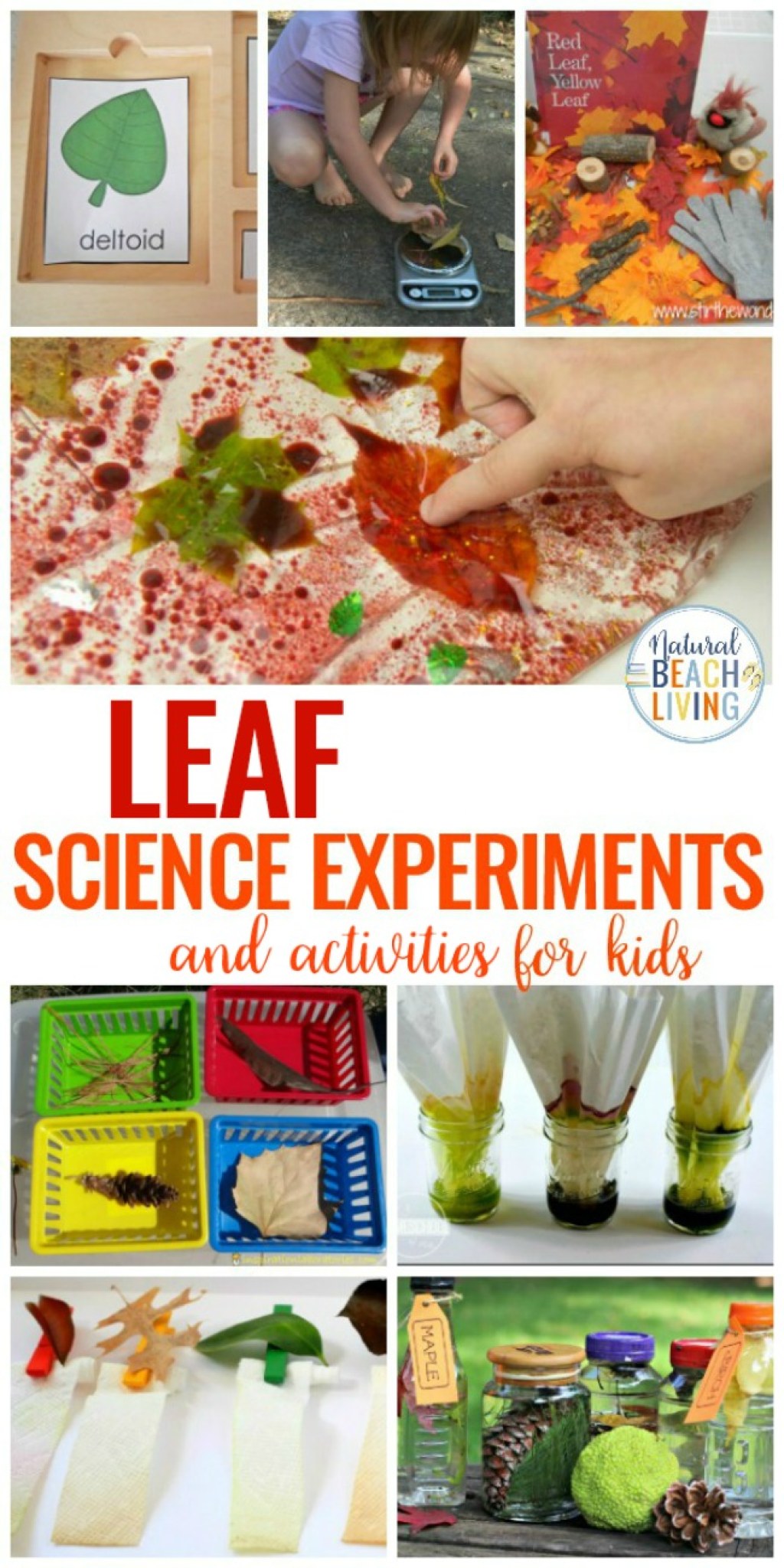 Picture of: + Leaf Science Experiments Activities and Sensory Ideas